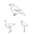 Types of birds outline icons in set collection for design. Home and wild bird vector symbol stock web illustration. Royalty Free Stock Photo