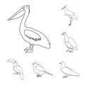 Types of birds outline icons in set collection for design. Home and wild bird vector symbol stock web illustration. Royalty Free Stock Photo