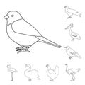 Types of birds outline icons in set collection for design. Home and wild bird vector symbol stock web illustration. Royalty Free Stock Photo