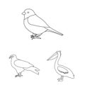 Types of birds outline icons in set collection for design. Home and wild bird vector symbol stock web illustration. Royalty Free Stock Photo