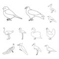 Types of birds outline icons in set collection for design. Home and wild bird vector symbol stock web illustration. Royalty Free Stock Photo