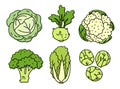 Types of cabbage. Vegetable sketch. Color simple icon. Hand drawn vector set. Doodle illustration collection Royalty Free Stock Photo