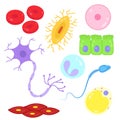 Types of cells in the human body. Royalty Free Stock Photo