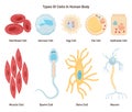 Types of cells in human body. Labeled inner human organ tissue part.