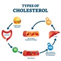 Types of cholesterol educational cycle scheme from fatty food to LDL artery Royalty Free Stock Photo
