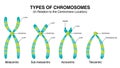 Types of Chromosomes in relation to the centromere location illustration Royalty Free Stock Photo