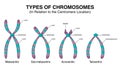 Types of Chromosomes in relation to the centromere location illustration