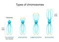 Types of chromosomes. Chromosomes with glowing effect on white background