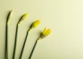 types of closed buds of yellow daffodils on a monochrome background.