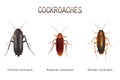 Types of Cockroaches