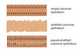 Types of Columnar Epithelium Cells Biology Education Concept Illustration Royalty Free Stock Photo