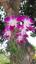 dendro orchid