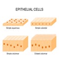 Types of epithelial cells Royalty Free Stock Photo