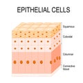 Types of epithelial cells Royalty Free Stock Photo