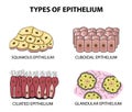 Types of epithelium. squamous, cubic, ciliated, glandular. Set. Infographics. Vector illustration on background Royalty Free Stock Photo