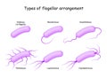 Types of flagellar arrangement. bacteria