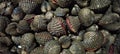 Types Of Fresh Blood Cockles. Royalty Free Stock Photo