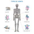 Types of Human body joints, Ball, hinge, pivot, gliding, and saddle, facilitate movement and flexibility