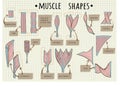 Types of human muscle