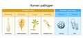 Types of Human pathogen. pathogenic bacteria viruses or fungi can enter the body