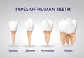 Types of Human Teeth, Human bone anatomy, 3D Realistic vector