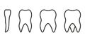 Types of Human Teeth Line Icon. Tooth Anatomy Linear Pictogram. Incisor, Canine, Premolar, Molar Teeth. Dentistry Royalty Free Stock Photo