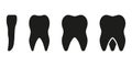 Types of Human Teeth Silhouette Icon. Incisor, Canine, Premolar, Molar Teeth Glyph Pictogram. Adult Tooth Anatomy Royalty Free Stock Photo