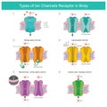 Types of Ion Channels Receptor In Body.