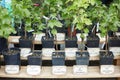 Types of Italian vine plants in pots with name tag