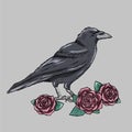 Hand drawn crow with red roses tattoo sketch