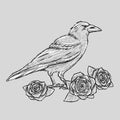 Hand drawn crow with roses tattoo sketch