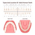 Types and location of adult human teeth. Oral cavity, human dental system