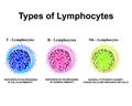 Types of lymphocytes. T lymphocytes, B lymphocytes, NK lymphocytes structure. The function of lymphocytes. Immunity