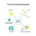 Types of Microorganisms. Bacteria, fungi, one-celled eukaryote, and protist