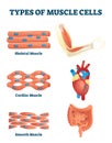 Types of muscle cells vector illustration. Labeled soft tissues explanation