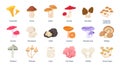 Types of mushrooms. Edible and poisonous, wild forest mushrooms. Vector set of illustrations