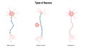 types of neurons vector illustration graphic Royalty Free Stock Photo