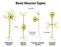 Types Of Neurons Royalty Free Stock Photo