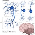 Types of neurons bipolar, unipolar, multipolar. The structure of a neuron in the brain. The structure of the human brain Royalty Free Stock Photo