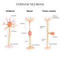 Types of neurons colorful design Royalty Free Stock Photo