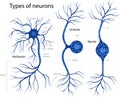 Types of neurons. The structure of a neuron in the brain. Royalty Free Stock Photo