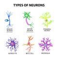 Types of neurons. Structure sensory, motor neuron, astrocyte, pyromidal, Betz cell, microglia. Set. Infographics. Vector Royalty Free Stock Photo