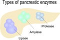 Types of pancreatic enzymes