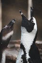 Types of Penguins: Head Profile of African Penguins or Cape Penguins