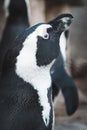 Types of Penguins: Head Profile of African Penguins or Cape Penguins