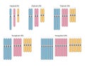 Types of polyploidy. Haploid N, Diploid 2N, Triploid 3N, Tetraploid 4N, Hexaploid 6