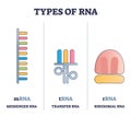 Types of RNA polymeric molecule comparison, illustrated outline diagram