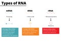 Types of RNA vector illustration Royalty Free Stock Photo