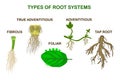 Types of root systems of plants, monocots and dicots isolated on white background. Royalty Free Stock Photo