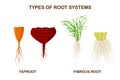 Types of root systems of plants, monocots and dicots isolated on white background. Taproot and fibrous root example comparison. Royalty Free Stock Photo